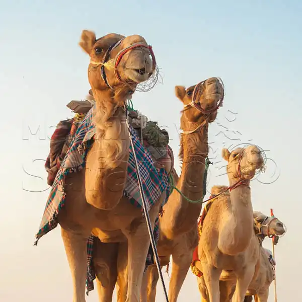 Desert-Safari-Sahl-Hasheesh-v