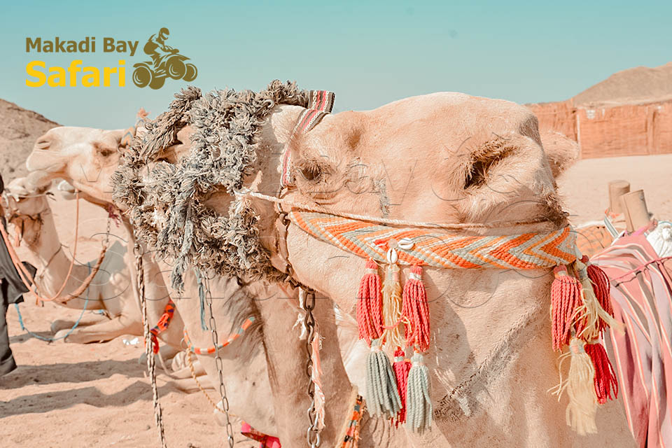 Super Safari Trip From Makadi Bay in Hurghada Desert